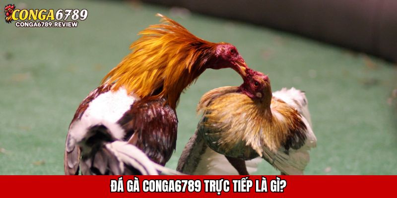 Đá gà CONGA6789 trực tiếp là gì?