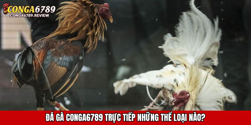 Đá gà CONGA6789 trực tiếp những thể loại nào?