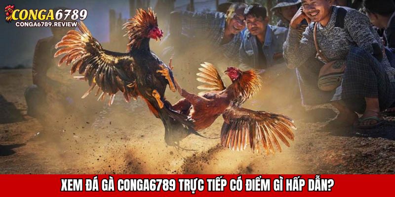 Xem đá gà CONGA6789 trực tiếp có điểm gì hấp dẫn?
