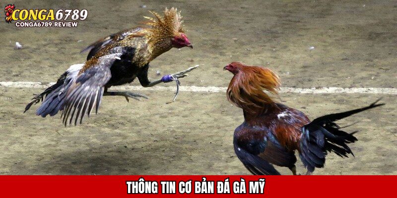 Thông tin cơ bản đá gà Mỹ