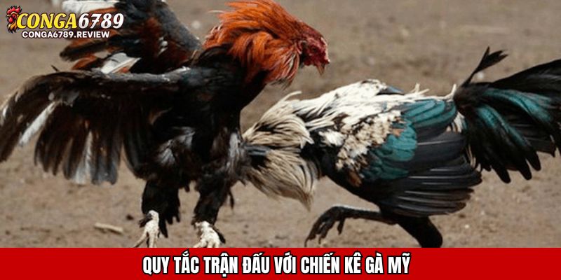 Quy tắc trận đấu với chiến kê gà Mỹ