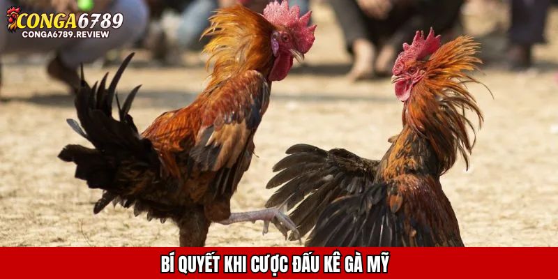 Bí quyết khi cược đấu kê gà Mỹ
