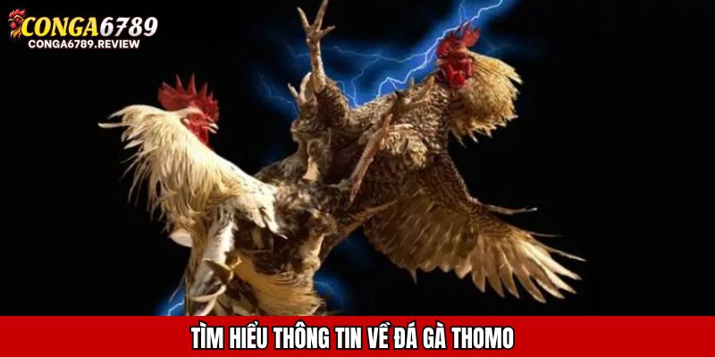 Tìm hiểu thông tin về đá gà Thomo