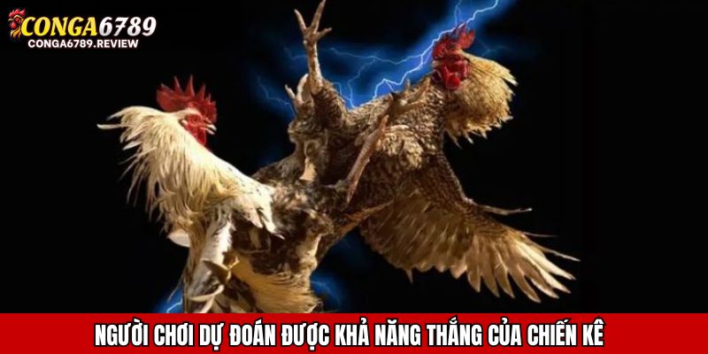 Người chơi dự đoán được khả năng thắng của chiến kê