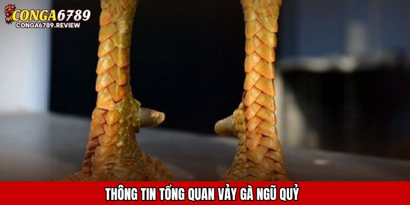 Thông tin tổng quan vảy gà ngũ quỷ