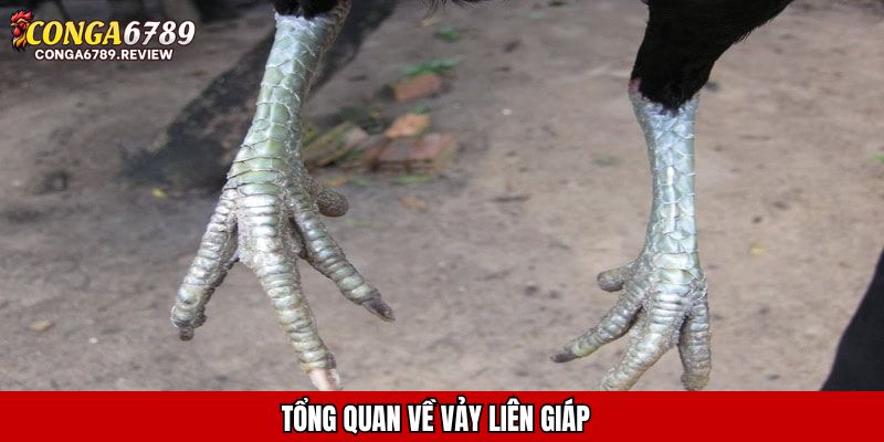 Tổng quan về vảy liên giáp