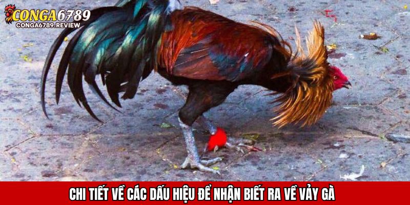 Chi tiết về các dấu hiệu để nhận biết ra về vảy gà liên giáp