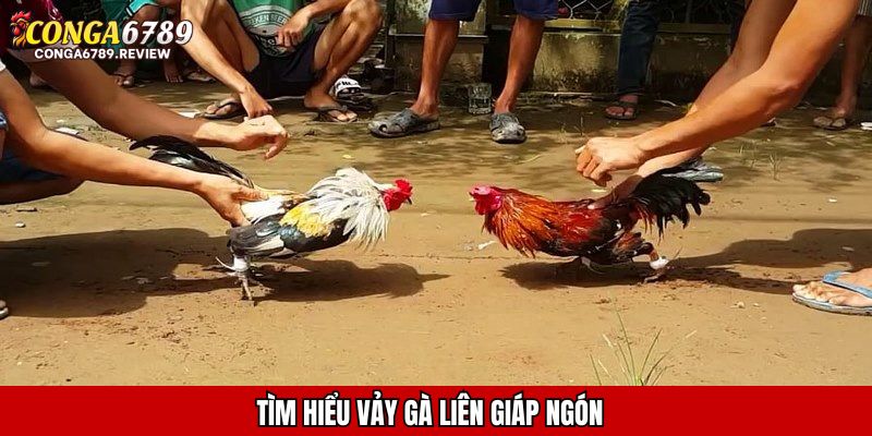 Tìm hiểu vảy gà liên giáp ngón